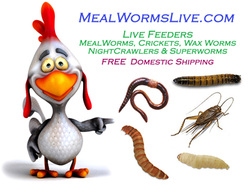 Live Waxworms FREE SHIPPING